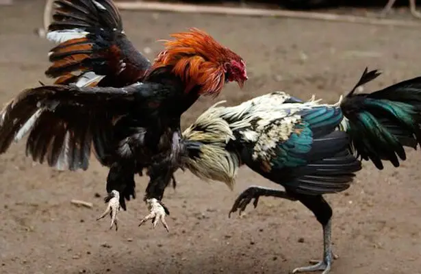 Cách chọn màu gà chiến: Bí quyết sở hữu chiến kê dũng mãnh 1 Cách chọn màu gà chiến được nhiều kê sư áp dụng trong chọi gà