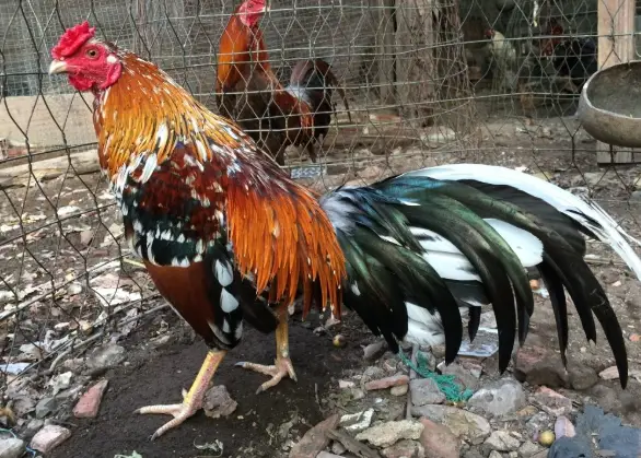 Cách chọn màu gà chiến: Bí quyết sở hữu chiến kê dũng mãnh 3 Gà ngũ sắc được xếp vào nhóm linh kê hiếm có